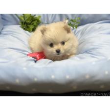 ♀︎ポメラニアン