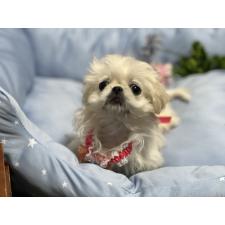 オンライン見学