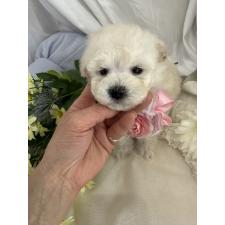 ♀︎ビションプー:ビションフリーゼ×トイプードル