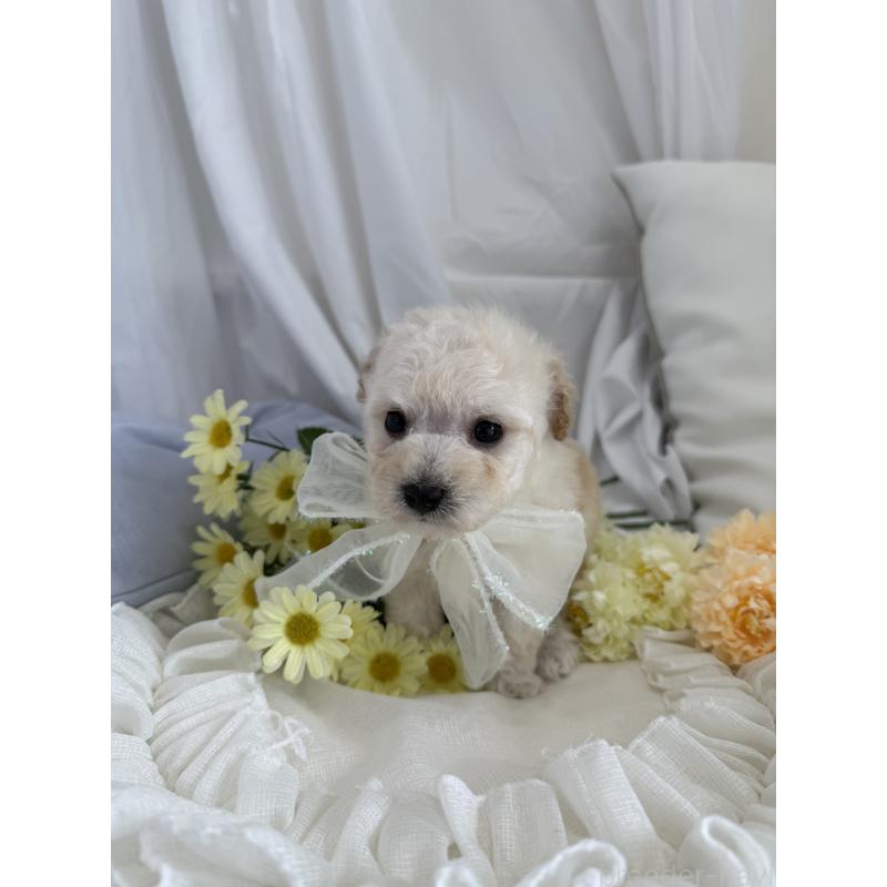 販売中の兵庫県のビションプー:ビションフリーゼ×トイプードル-442031の7枚目