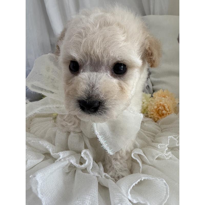 販売中の兵庫県のビションプー:ビションフリーゼ×トイプードル-442031の6枚目