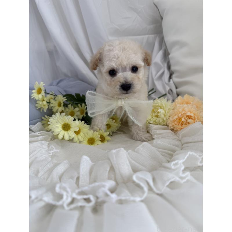 販売中の兵庫県のビションプー:ビションフリーゼ×トイプードル-442031の5枚目