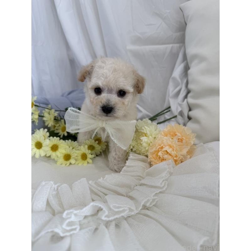 販売中の兵庫県のビションプー:ビションフリーゼ×トイプードル-442031の3枚目