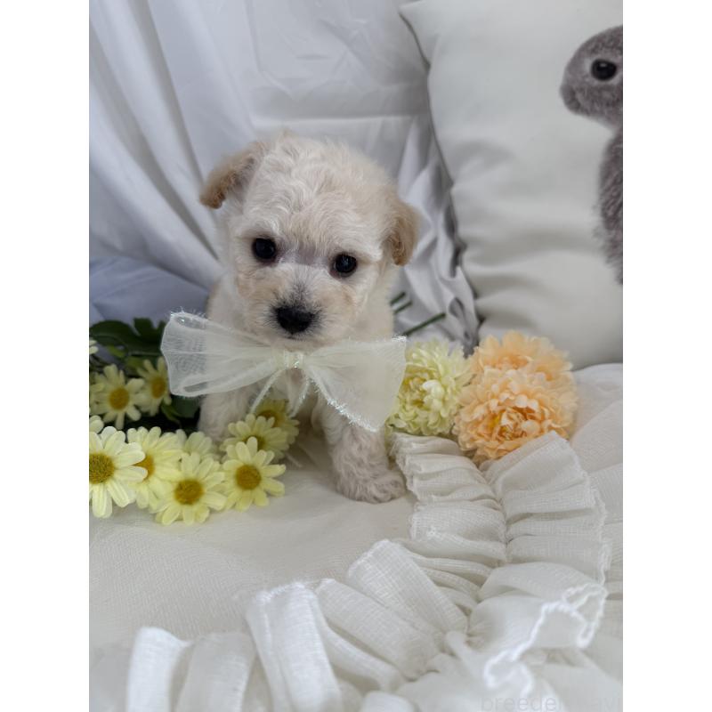 販売中の兵庫県のビションプー:ビションフリーゼ×トイプードル-442031の2枚目