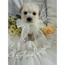 ♀︎ビションプー:ビションフリーゼ×トイプードル