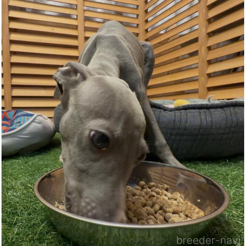 販売中の埼玉県のイタリアングレーハウンド(イタグレ)-422017の6枚目