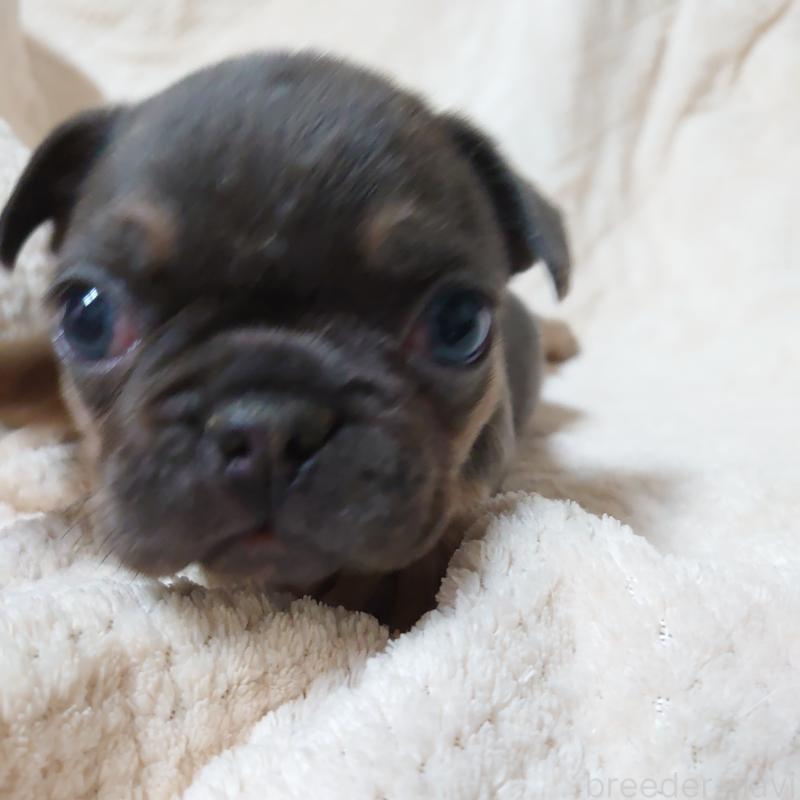 販売中の埼玉県のフレンチブルドッグ-444593の4枚目