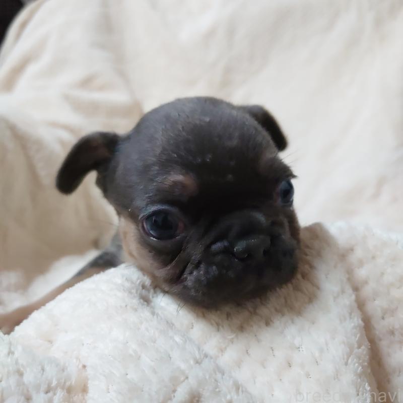 販売中の埼玉県のフレンチブルドッグ-444593の3枚目