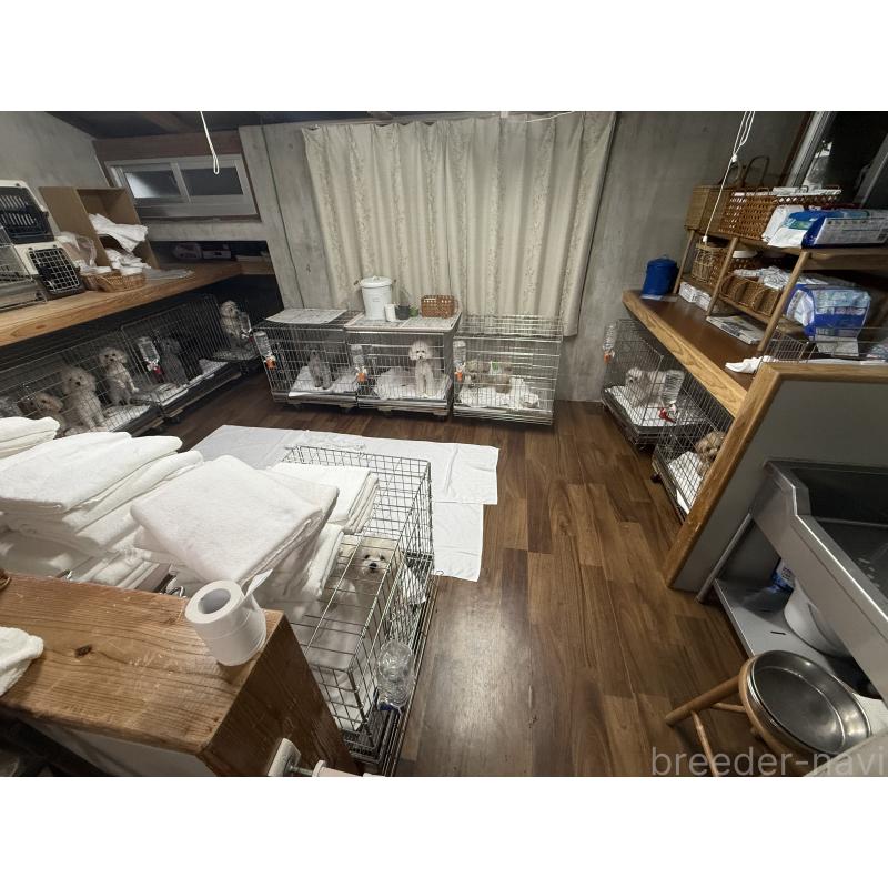 上地護子ブリーダーの詳細