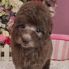 ♀︎トイプードル