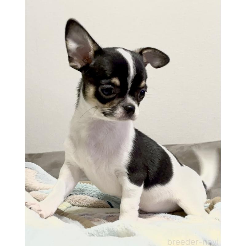 販売中の広島県のチワワ(スムースコート)-442616の2枚目