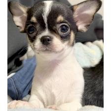 ♀︎チワワ(スムースコート)