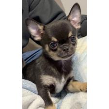 オンライン見学