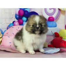 ♀︎ポメラニアン