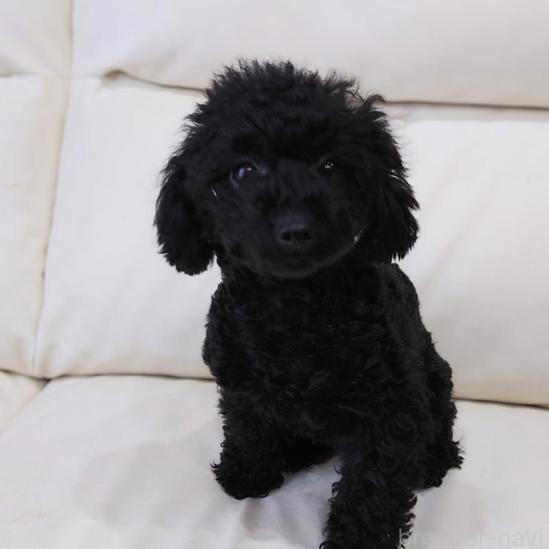 雫玖（しずく）