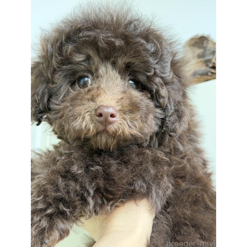 成約済の滋賀県のトイプードル-438928の4枚目