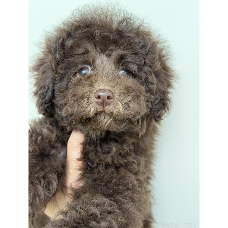 成約済の滋賀県のトイプードル-438928の3枚目