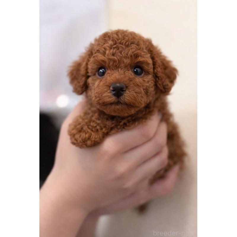 販売中の茨城県のトイプードル-446814の3枚目