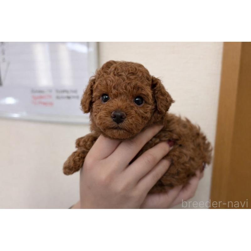 販売中の茨城県のトイプードル-446814の2枚目