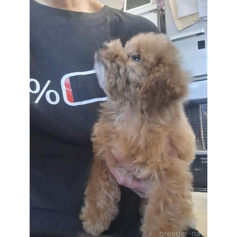 販売中の群馬県のビションプー:ビションフリーゼ×トイプードル-432999の9枚目