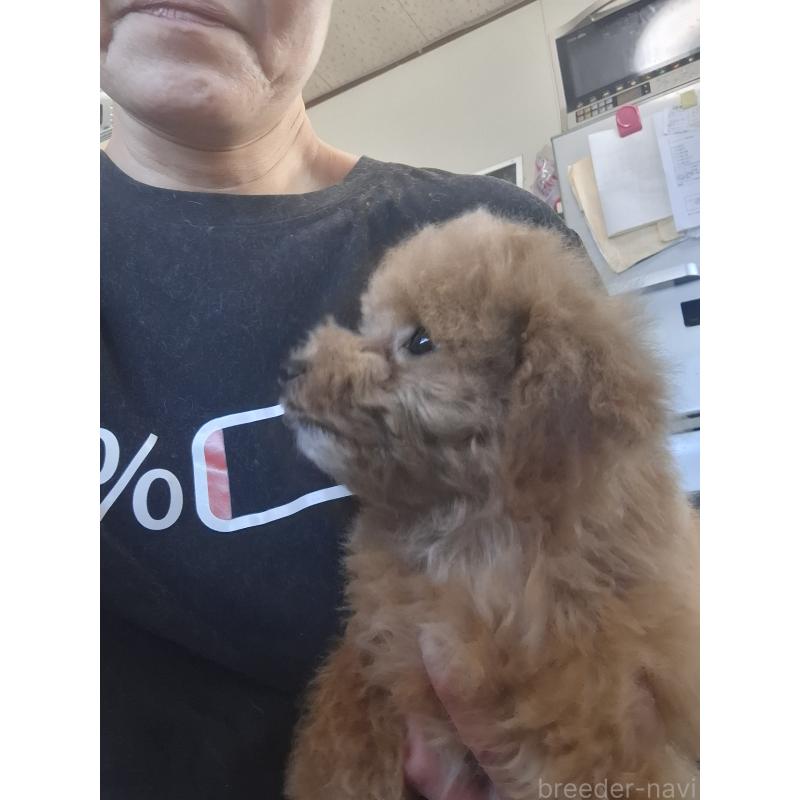 販売中の群馬県のビションプー:ビションフリーゼ×トイプードル-432999の7枚目