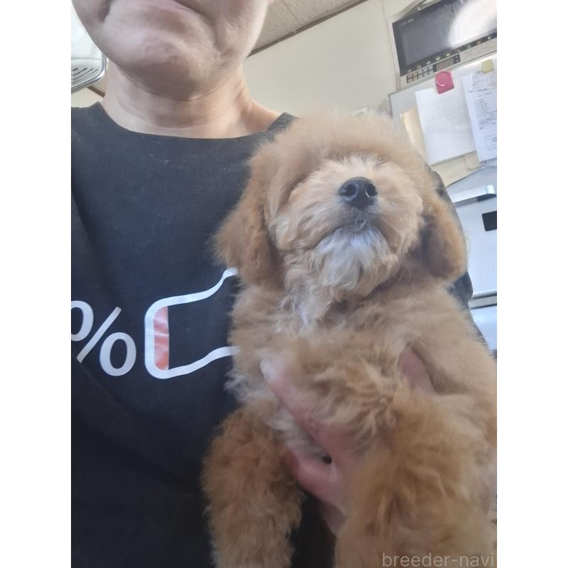 販売中の群馬県のビションプー:ビションフリーゼ×トイプードル-432999の6枚目