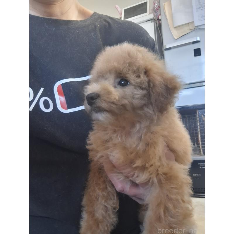 販売中の群馬県のビションプー:ビションフリーゼ×トイプードル-432999の5枚目