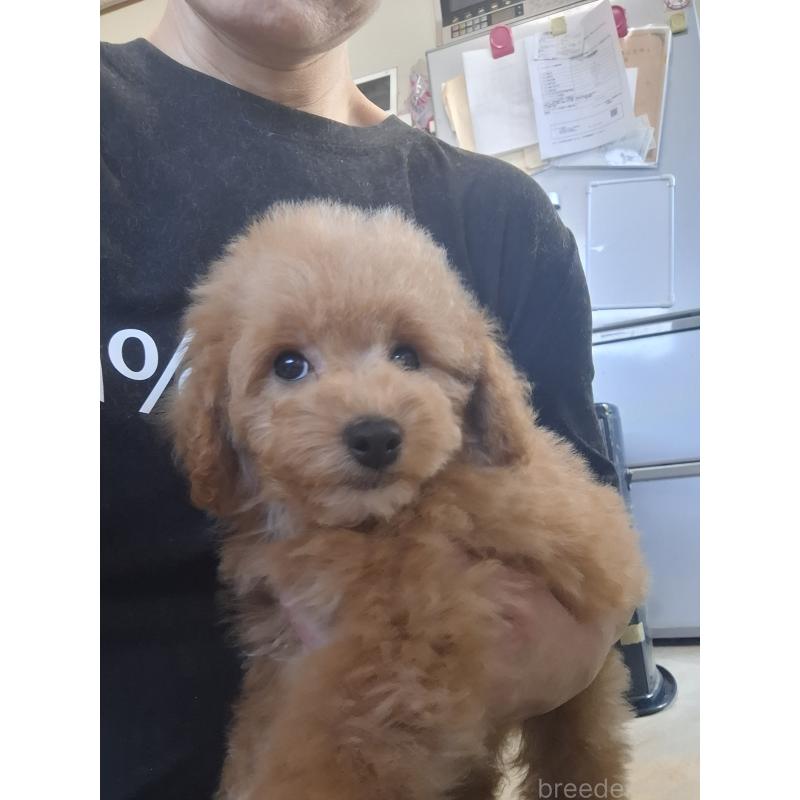 販売中の群馬県のビションプー:ビションフリーゼ×トイプードル-432999の4枚目