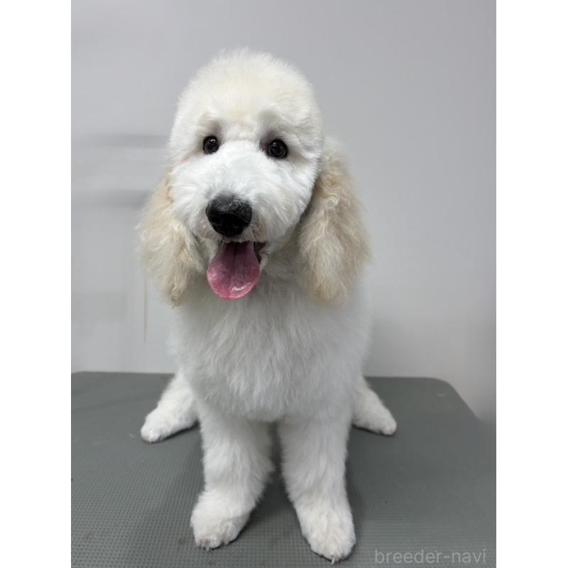 販売中の群馬県のスタンダードプードル-427487の3枚目