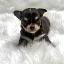 ♀︎チワワ(ロングコート)