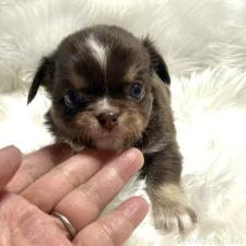 ♀︎チワワ(ロングコート)