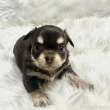 ♀︎チワワ(ロングコート)