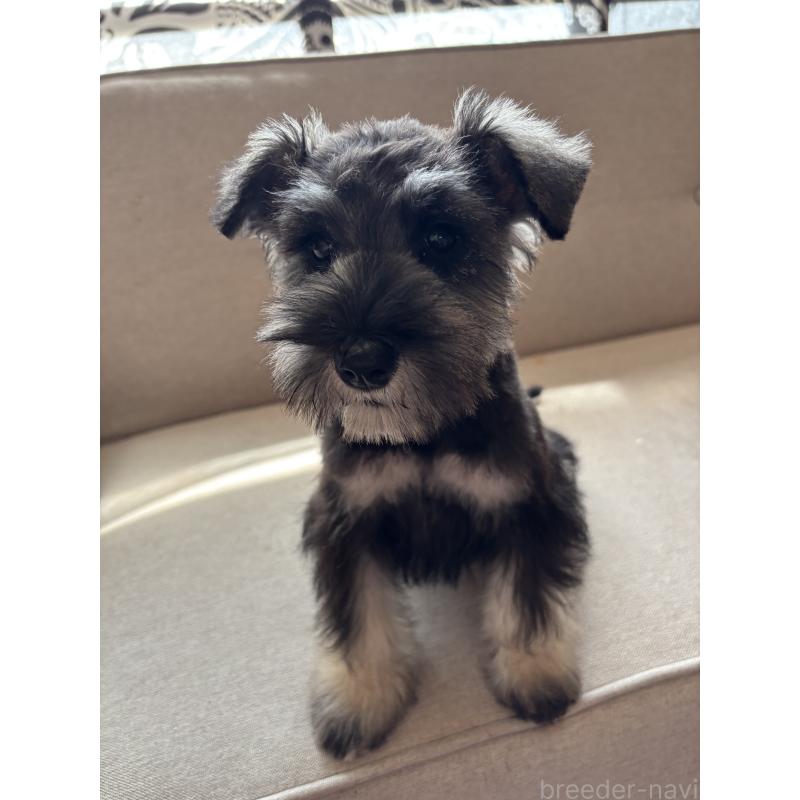 成約済の福岡県のミニチュアシュナウザー-433343の4枚目