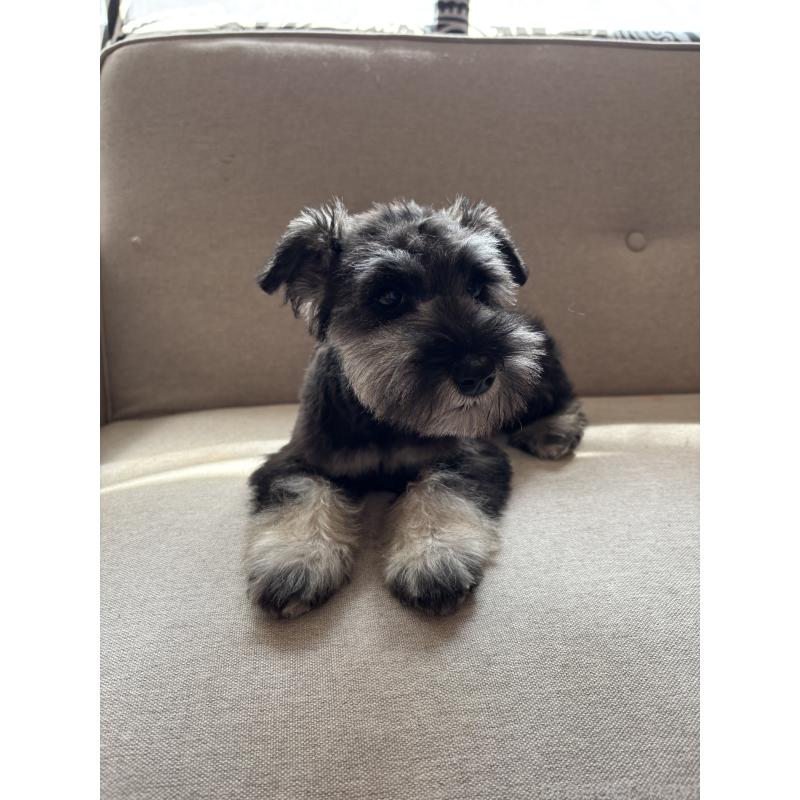 成約済の福岡県のミニチュアシュナウザー-433343の3枚目