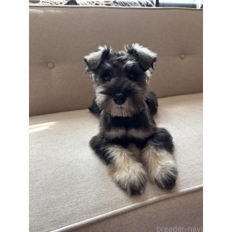 成約済の福岡県のミニチュアシュナウザー-433343の2枚目