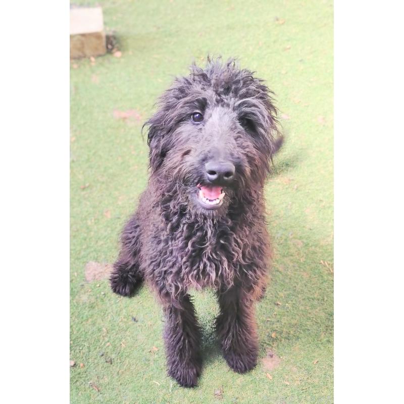 販売中の兵庫県のゴールデンドゥードル:ゴールデンレトリーバー×プードル-390787の2枚目