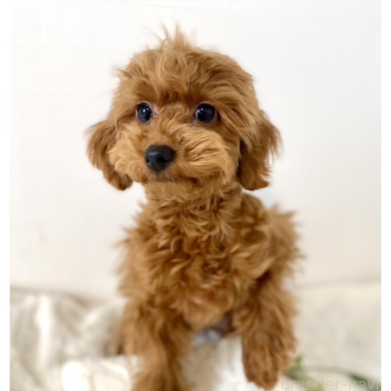 成約済の静岡県のトイプードル-432890の3枚目