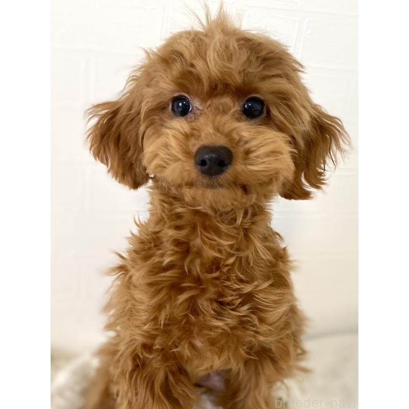 成約済の静岡県のトイプードル-432890の2枚目