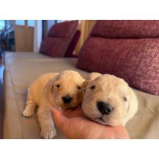 ♀︎ゴールデンレトリーバー