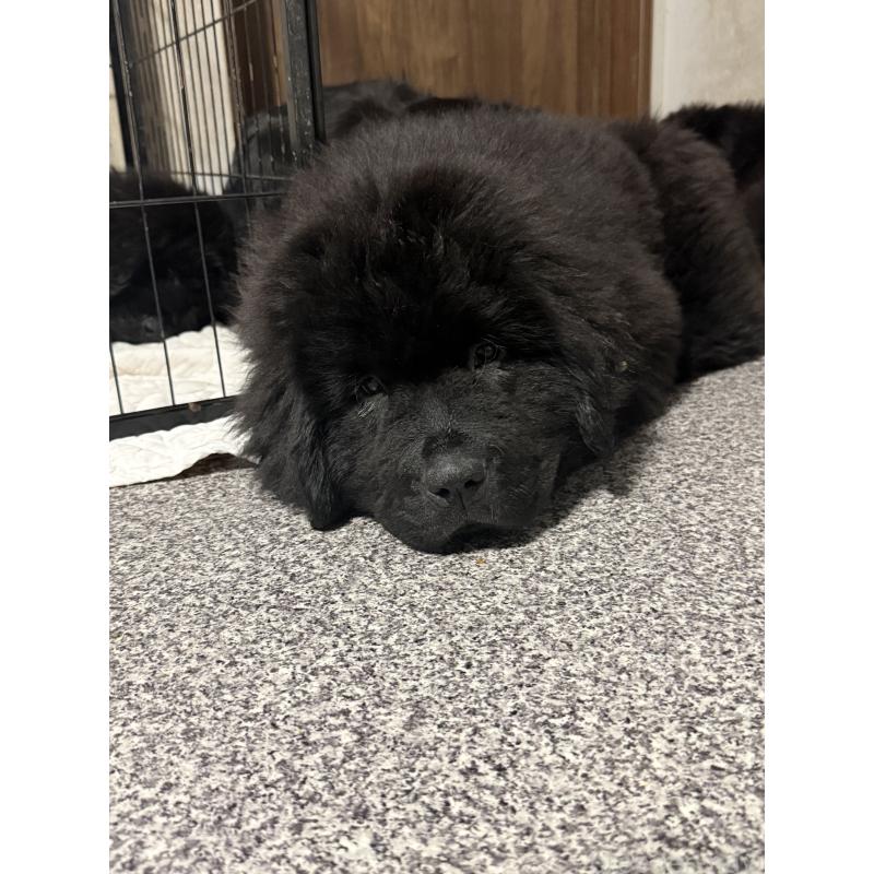 販売中の滋賀県のニューファンドランド-435016の4枚目