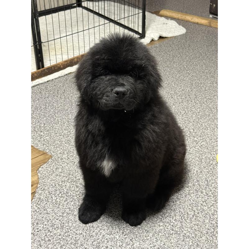 販売中の滋賀県のニューファンドランド-435016の3枚目