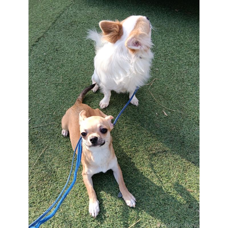 販売中の千葉県のチワワ(スムースコート)-393645の10枚目