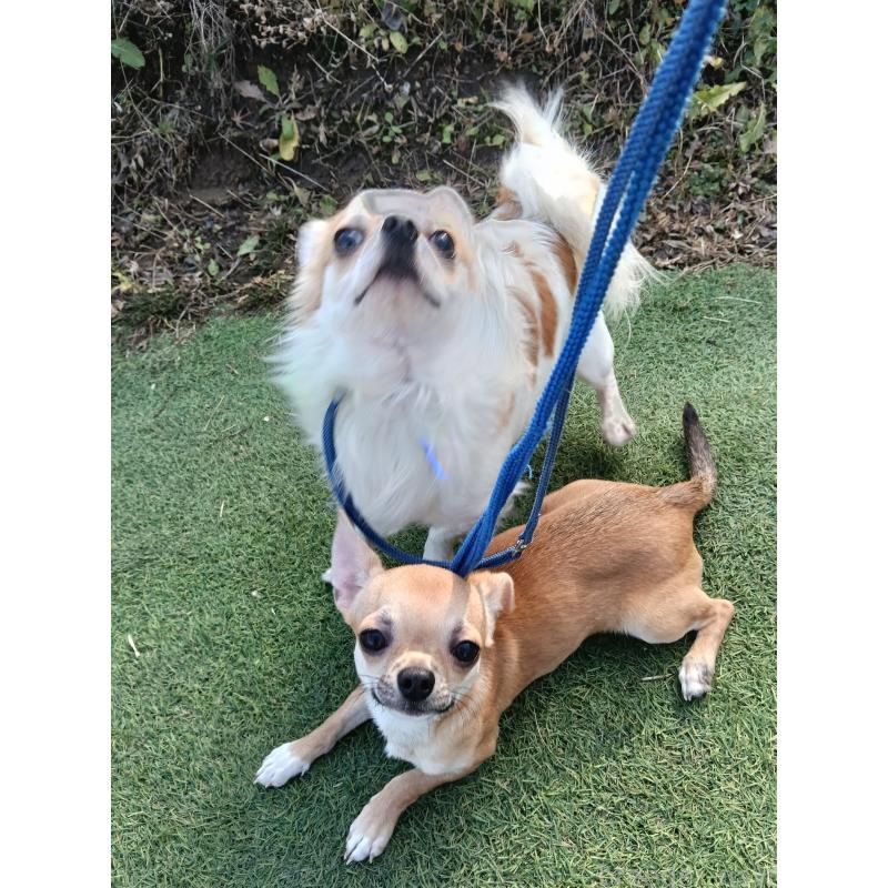 販売中の千葉県のチワワ(スムースコート)-393645の9枚目