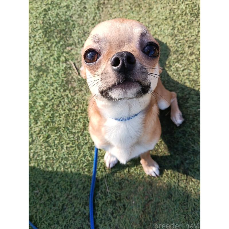 販売中の千葉県のチワワ(スムースコート)-393645の8枚目