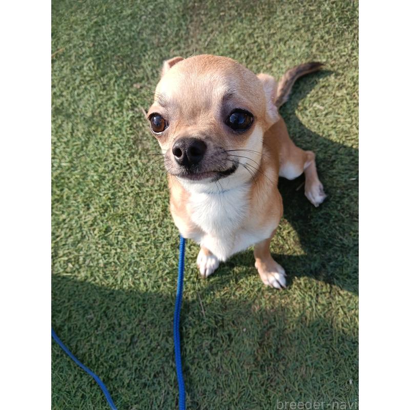 販売中の千葉県のチワワ(スムースコート)-393645の7枚目