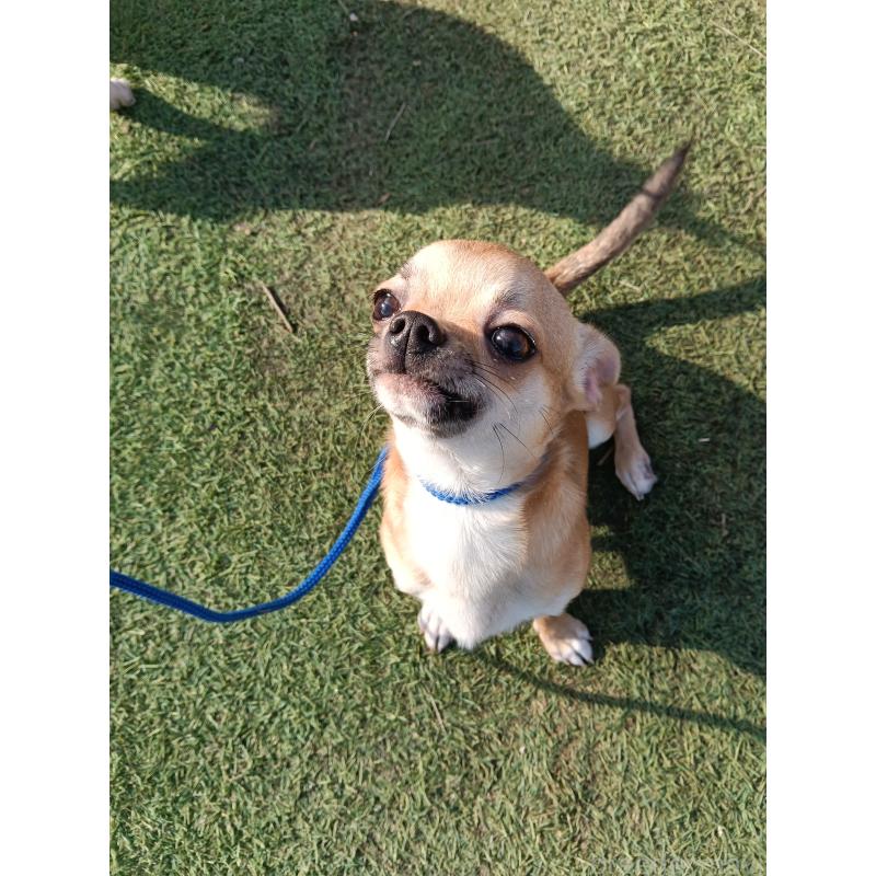 販売中の千葉県のチワワ(スムースコート)-393645の5枚目