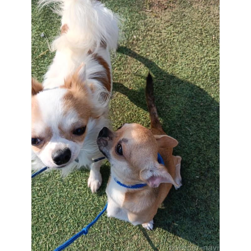 販売中の千葉県のチワワ(スムースコート)-393645の4枚目