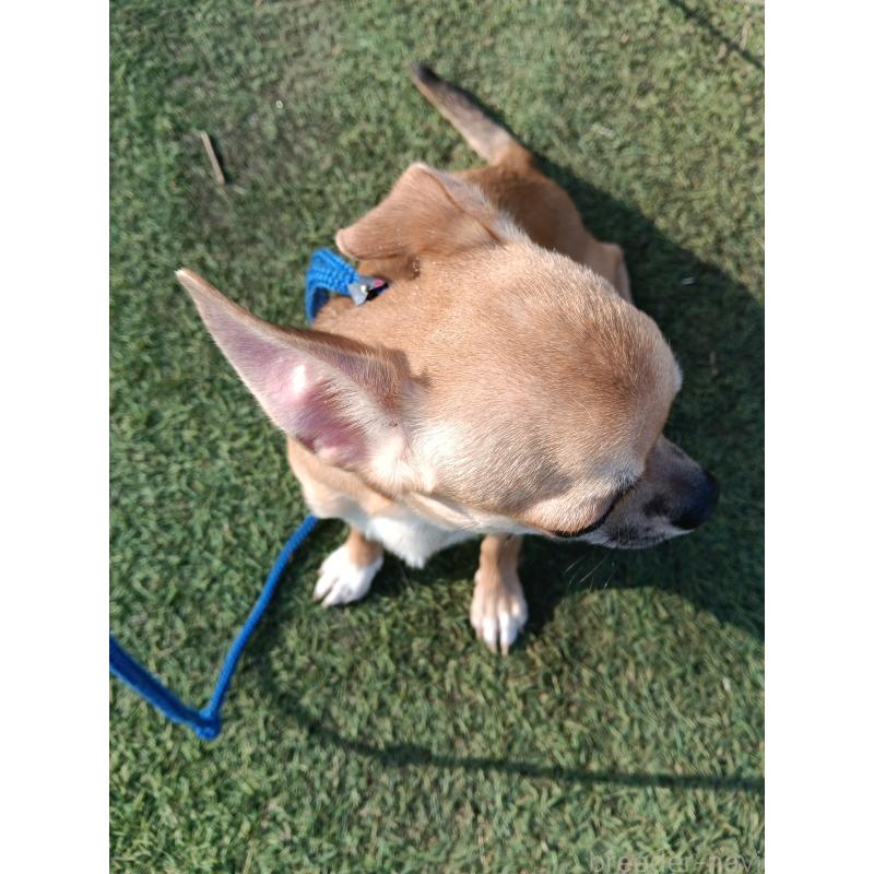 販売中の千葉県のチワワ(スムースコート)-393645の3枚目