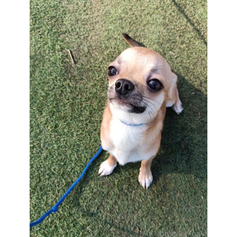販売中の千葉県のチワワ(スムースコート)-393645の2枚目
