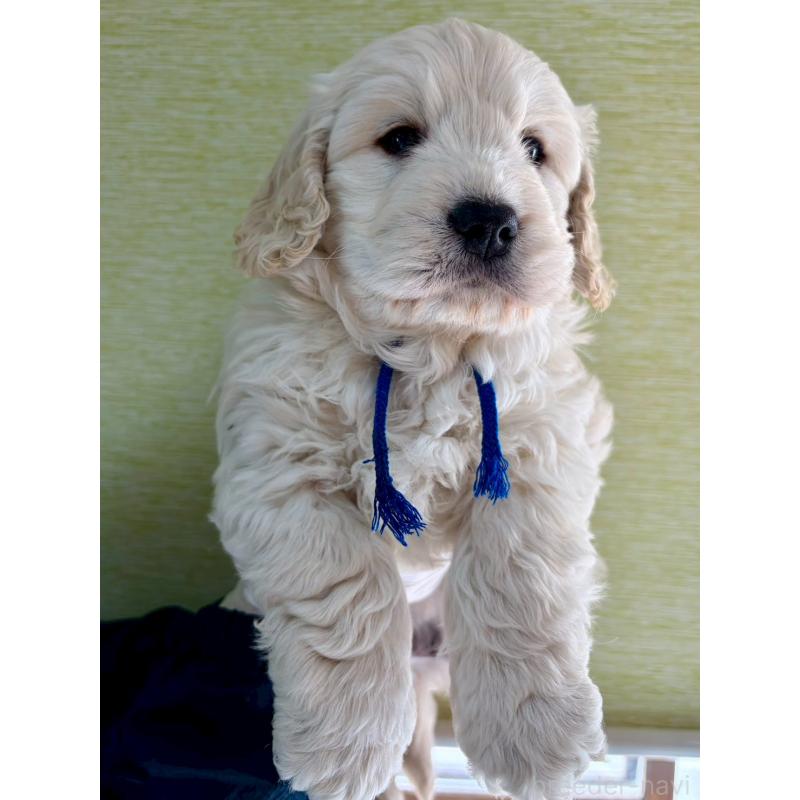 商談中の長野県のゴールデンドゥードル:ゴールデンレトリーバー×プードル-442302の2枚目